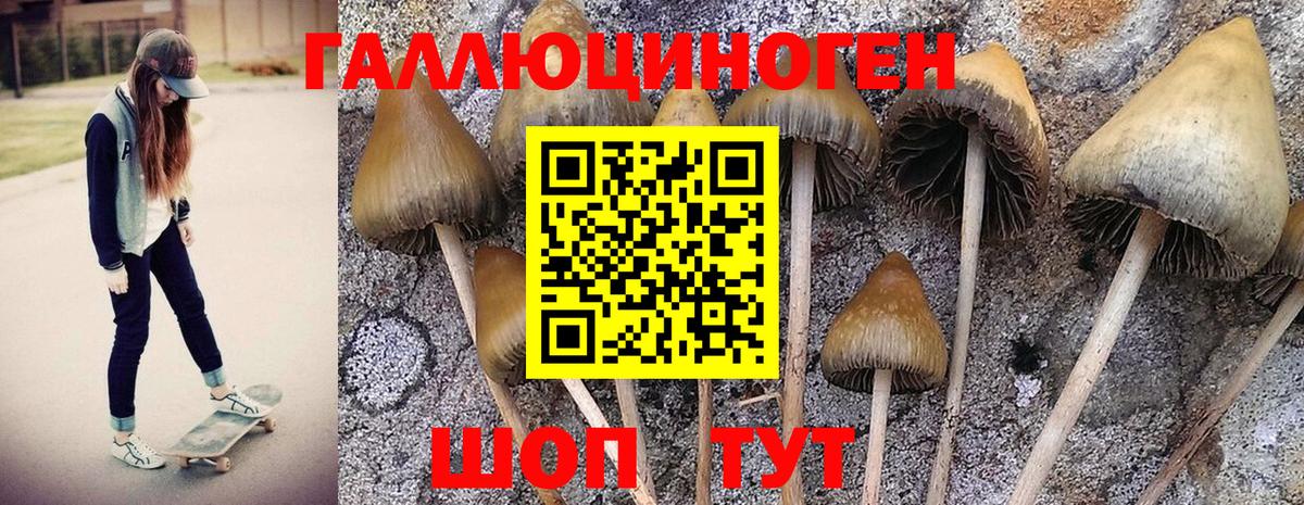 Псилоцибиновые грибы Psilocybine cubensis Новочебоксарск